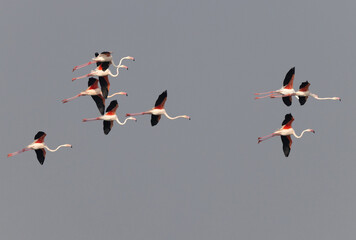 Greater Flamingos landing at Eker creek of Bahrain