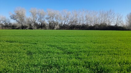 Spring in the field, the grass withered, the last snow, warm spring day, desktop wallpapers