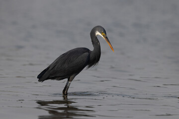 Portrait of a Western reef heron at Eker coast, Bahrain