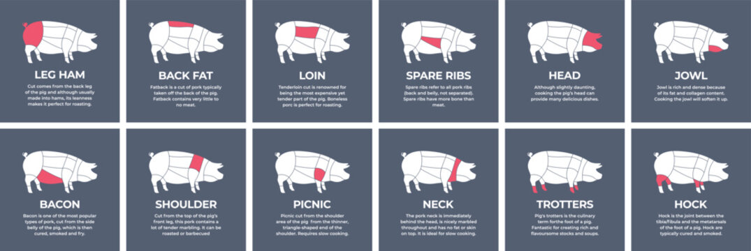 Guide cutting meat carcass pork, turkey, lamb, cow, chicken. Butcher guide. Diagrams сutting parts meat carcass domestic farm poultry and farm livestock. Vector flat color illustration isolated.
