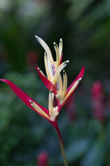 Closeup of heliconia psittacorum, Heliconia psittacorum, Inside the flower exotic garden, Mahe, Seychelles 