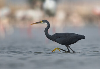 Western reef heron fishing at Eker coast, Bahrain