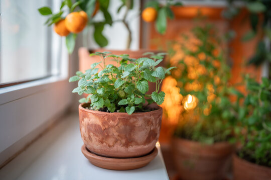 Melissa plant in old terracotta pot on windowsill, houseplants on background. Growing aromatic fresh lemon balm herbs at home. Indoor gardening, hobbies concept.