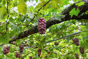 山梨県　巨峰のぶどう棚