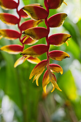 Closeup of false bird of paradise, Family of heliconia, inisde the flower exotic garden, Mahe, Seychelles 