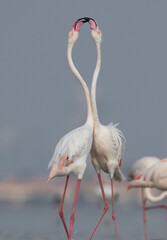Closeup of Greater Flamingos territory dispute while feeding at Eker creek, Bahrain