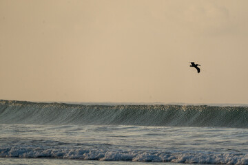 brown pelicans fly over waves sea ocean relax