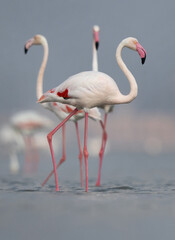 Greater Flamingos at Eker creek in the morning, Bahrain