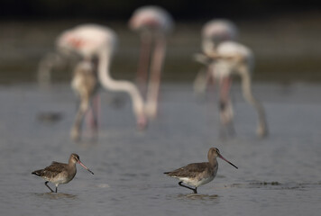 Closeup of Black-tailed Godwits with Greater flamingos in the backdrop at Eker coast of Bahrain
