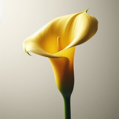 yellow calla flower on white
