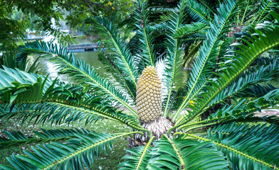 Palm Tree flower.