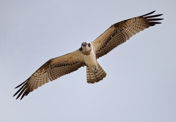 Osprey in flight at Qudra lake of Al Marmoom Desert Conservation Reserve, Dubai