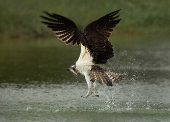 Closeup of a Osprey takeoff after a dive at Qudra lake while fishing, Al Marmoom Desert Conservation Reserve