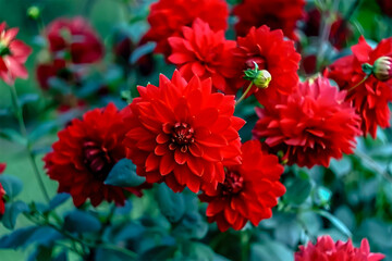 Red dahlia flowers encircled by lush green stems