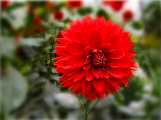 Vibrant red dahlia flower blossoms in the early spring