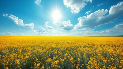 Obraz premium Beautiful natural background with yellow field and blue sky large copyspace area with copy space for text