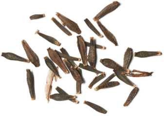 scattered dahlia flower plant seeds from withered and develop seed heads, harvested and growing from seeds preferred for breeding new cultivars or varieties, isolated on white background