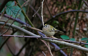 Goldcrest feeding on insects in the woods