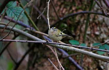 Goldcrest feeding on insects in the woods