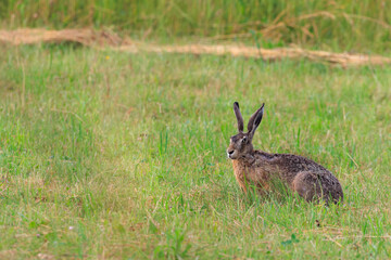 Wild brown hare with big ears sitting in a grass