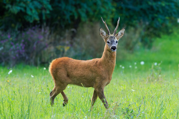Majestic roe deer buck (Capreolus capreolus) with large antlers approaching on green meadow in...