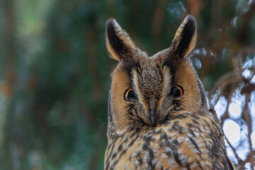 Long-eared owl (Asio otus)Beautiful close up portrait