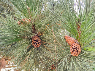 the Pine Cone And Branches Eastern hemlock pine coniferous tree