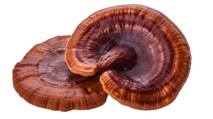 Red reishi Mushroom (Lingzhi) isolated on white background.