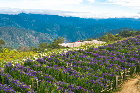 Expansive lavender fields in full bloom with a beautiful mountainous backdrop under a clear blue sky. At Northern Blossoms Farm in Atok, Benguet, Philippines.