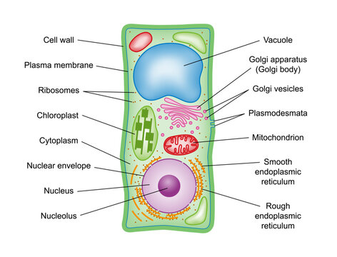 Plant cell structure, cross section, with legend. 
Schematic diagram of the components of plant cells, photosynthetic eukaryotes, with technical terms in english. Isolated illustration over white.