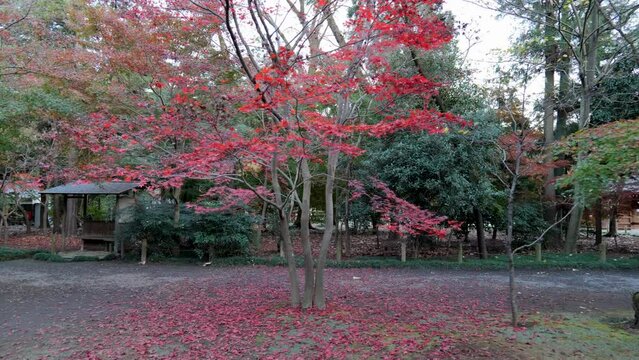 A park in Tokyo where in autumn the maple leaves turn reddish. An opportunity to contemplate in peace.