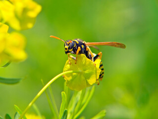 wasp on a flower