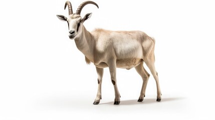 Addax on white background, hyper - realistic photography, highly detailed, high resolution