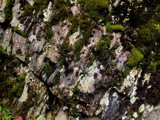 superficie, fondo, abstracto de montaña, rocas, desmenuzadas, agrietadas, con musgos, frescos, naturales, ecología, al aire libre. Para diseño, web, horizontal, montañista, viaje, vacio, biodivesidad
