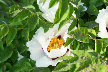 A white peony flower with a yellow center in green grows in the garden. The concept of spring...