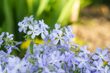 Blue or purple phlox flowers in the garden. The concept of gardening, growing and planting plants, flowering and the arrival of spring. place for your design