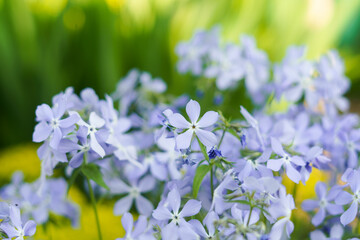 Blue or purple phlox flowers on a background of greenery in the garden. The concept of gardening, growing and planting plants, blooming and the arrival of spring