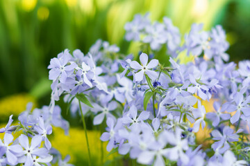 Close-up of blue or purple phlox flowers in the garden. The concept of gardening, the arrival of spring and flowering. place for your design