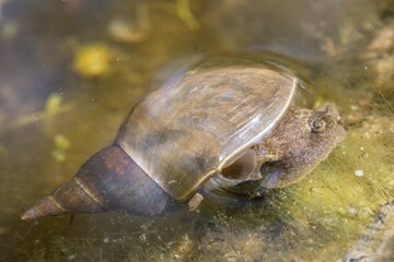 Obraz premium Nahaufnahme einer Spitzschlammschnecke im Wasser eines Gartenteich, Deutschland