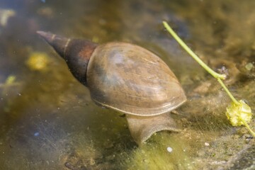 Nahaufnahme einer Spitzschlammschnecke im Wasser eines Gartenteich, Deutschland