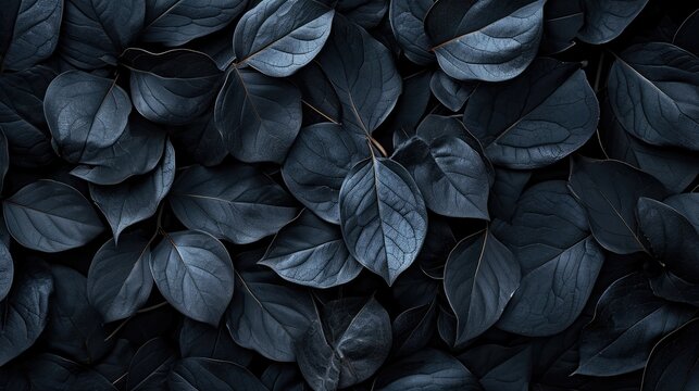 Fototapeta Textures of abstract black leaves for tropical leaf background.
