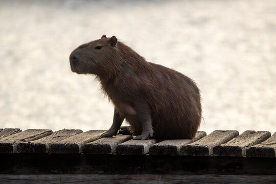A capybara sunbathing on the edge of a lake on a pier. Species Hydrochoerus hydrochaeris. Wildlife. Cerrado Animal lover.