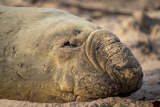 Rare sighting of a southern elephant seal (Mirounga leonina) on the Onrus beach near Hermanus, Whale Coast, Overberg, Western Cape, South Africa.