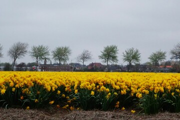 Obraz premium Beautiful public flower garden landscape