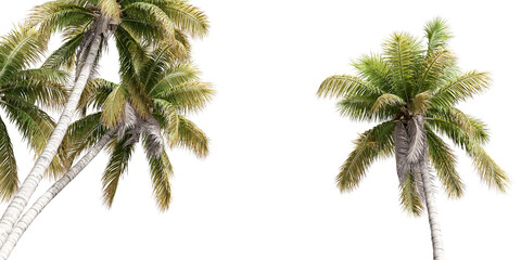 Close up coconut tree isolated on white