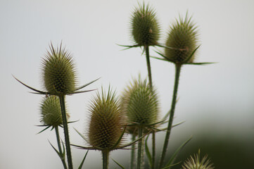 Closeup of green cutleaf teasel seeds with blue sky on background