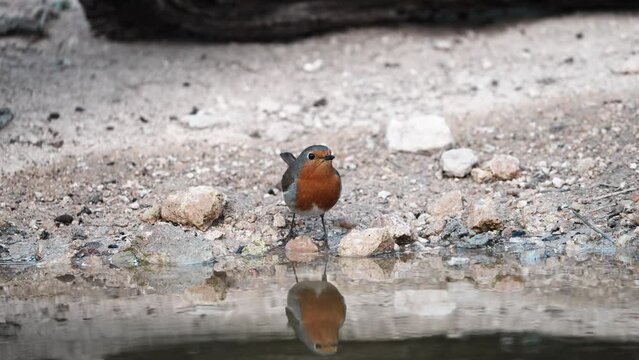 The european robin drinking in the pond