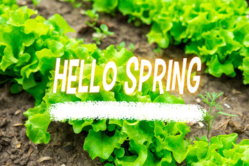 Text Hello Spring. Color green spring background. Texture green salad