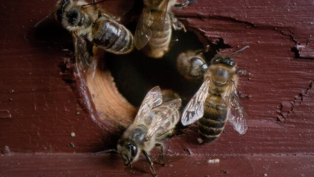 Macro shot entrance to the wooden beehive. A worker bee flies out for nectar in the apiary. The insect flaps its wings. The buzzing of bees near their house. Fly out and fly into, Worker bees arrive