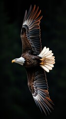 Fototapeta premium an eagle flying on forest at night